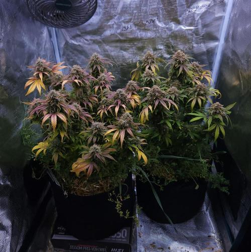 Night Owl LSO/Organics !. Week 10 - 07/08/26