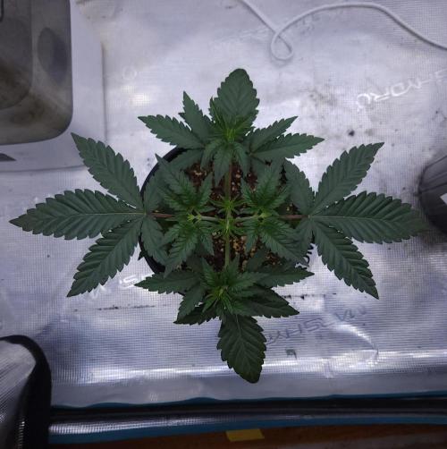 Romdog/Garlic Fever LSO + Organics !. Week 3 - Romdog (Day 21)
