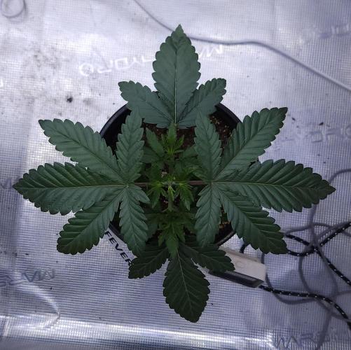 Romdog/Garlic Fever LSO + Organics !. Week 3 - Garlic Fever (Day 21)