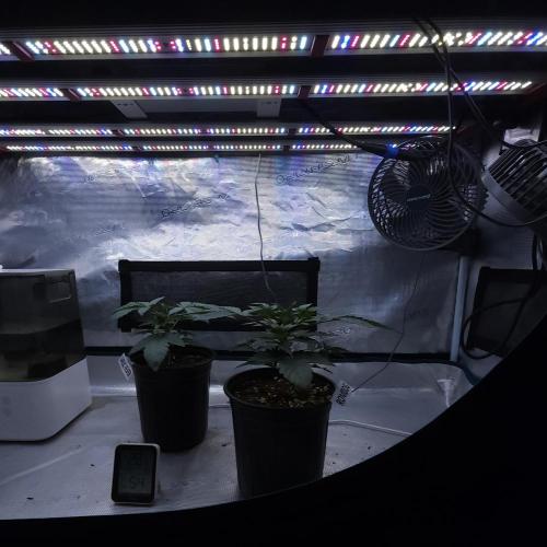 Romdog/Garlic Fever LSO + Organics !. Week 3 - 07/08/26