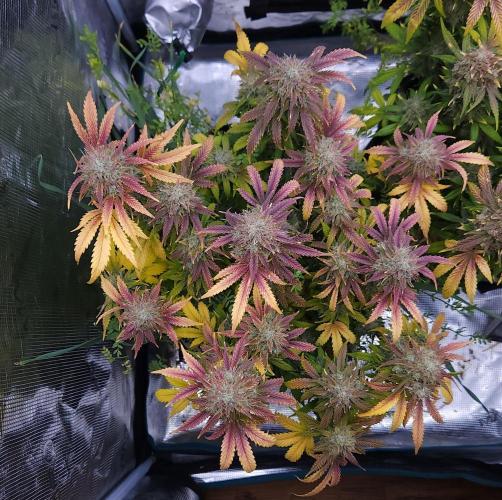 Night Owl LSO/Organics !. Week 10 - Chem 'N' Kush (Day 69)