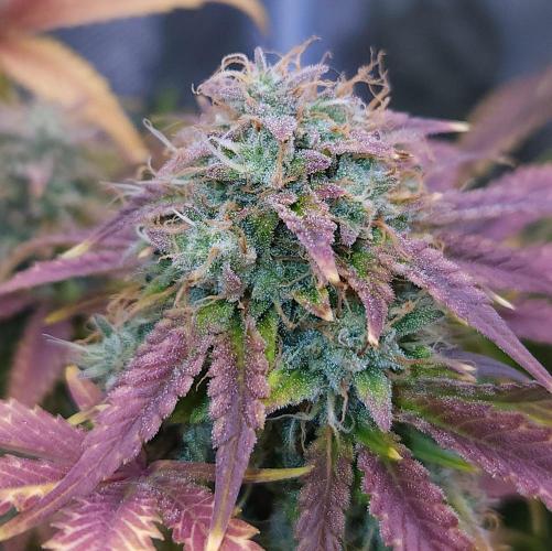 Night Owl LSO/Organics !. Week 10 - Chem 'N' Kush (Day 69)