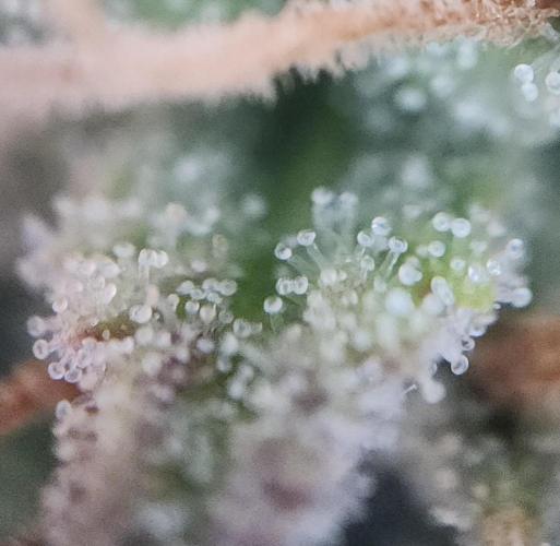 Night Owl LSO/Organics !. Week 10 - Chem 'N' Kush (Day 69)