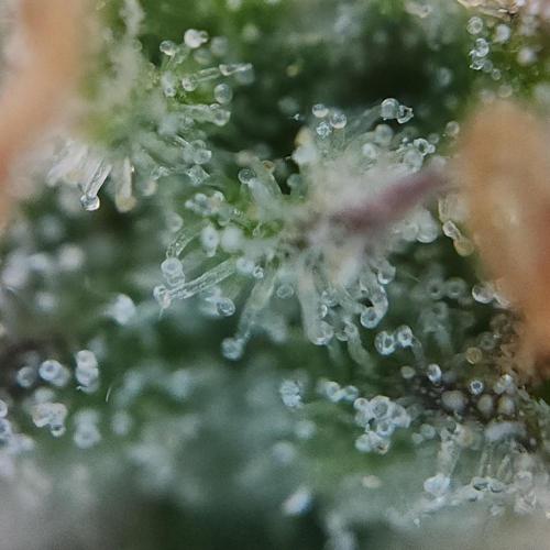 Night Owl LSO/Organics !. Week 10 - Chem 'N' Kush (Day 69)