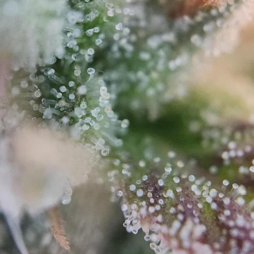 Night Owl LSO/Organics !. Week 10 - Chem 'N' Kush (Day 69)