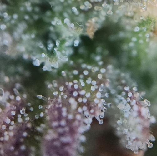 Night Owl LSO/Organics !. Week 10 - Chem 'N' Kush (Day 69)