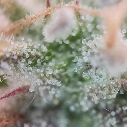 Night Owl LSO/Organics !. Week 10 - Chem 'N' Kush (Day 69)