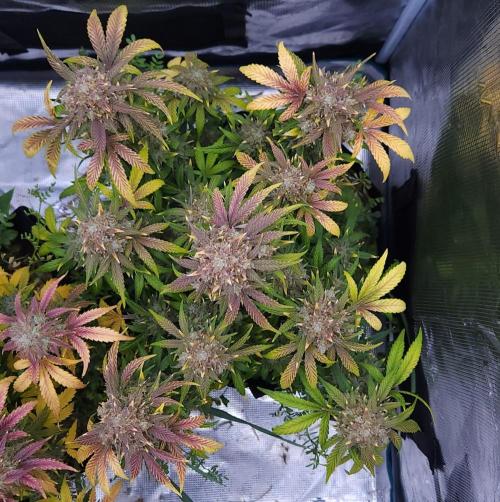 Night Owl LSO/Organics !. Week 10 - Instant Classik (Day 69)