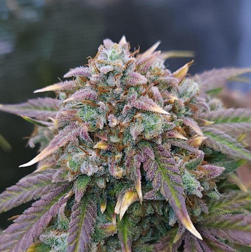 Night Owl LSO/Organics !. Week 10 - Instant Classik (Day 69)