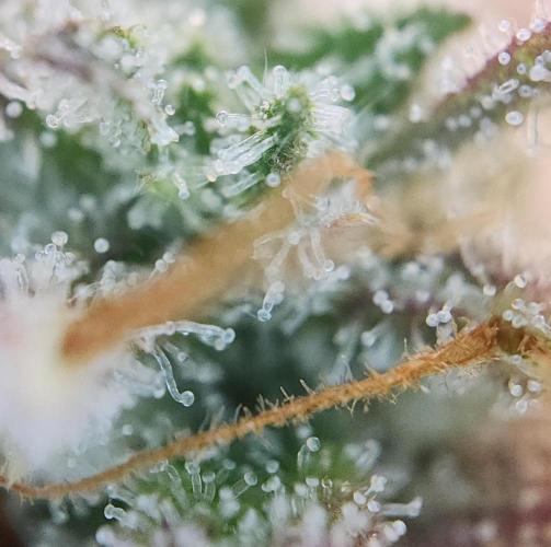 Night Owl LSO/Organics !. Week 10 - Instant Classik (Day 69)