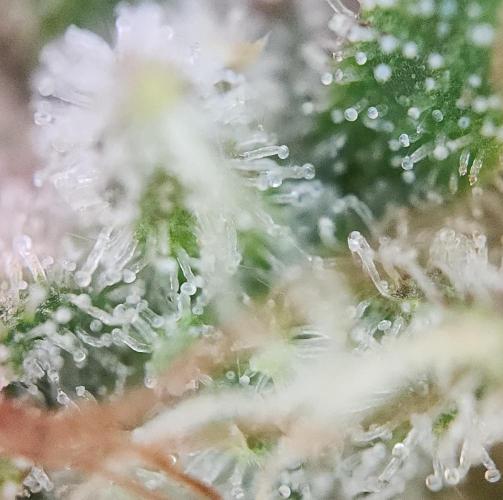 Night Owl LSO/Organics !. Week 10 - Instant Classik (Day 69)