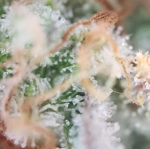 Night Owl LSO/Organics !. Week 10 - Instant Classik (Day 69)