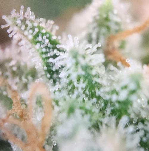 Night Owl LSO/Organics !. Week 10 - Instant Classik (Day 69)