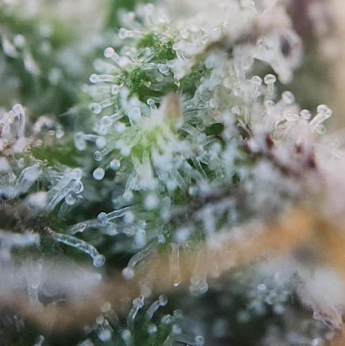 Night Owl LSO/Organics !. Week 10 - Instant Classik (Day 69)