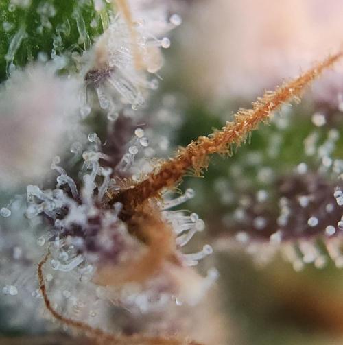 Night Owl LSO/Organics !. Week 10 - Instant Classik (Day 69)
