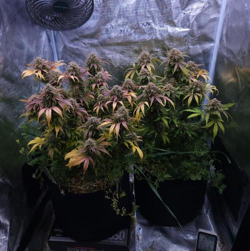 Night Owl LSO/Organics !. Week 10 - 07/09/26