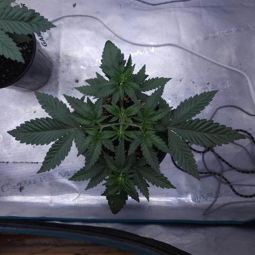 Romdog/Garlic Fever LSO + Organics !. Week 4 - Romdog (Day 22)
