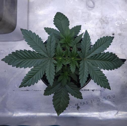 Romdog/Garlic Fever LSO + Organics !. Week 4 - Garlic Fever (Day 22)