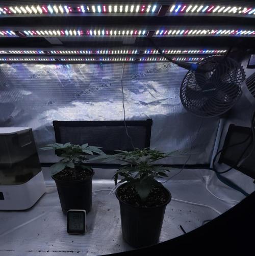 Romdog/Garlic Fever LSO + Organics !. Week 4 - 07/09/26