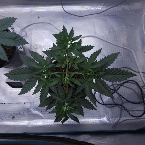 Romdog/Garlic Fever LSO + Organics !. Week 4 - Romdog (Day 23)