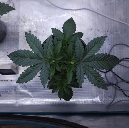 Romdog/Garlic Fever LSO + Organics !. Week 4 - Garlic Fever (Day 23)
