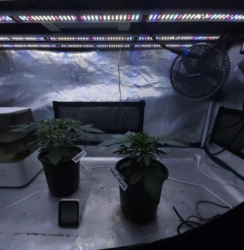Romdog/Garlic Fever LSO + Organics !. Week 4 - 07/10/26