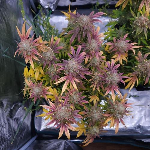 Night Owl LSO/Organics !. Week 11 - Chem 'N' Kush (Day 70)