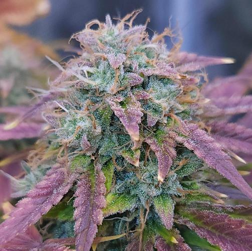 Night Owl LSO/Organics !. Week 11 - Chem 'N' Kush (Day 70)