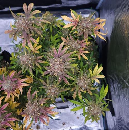 Night Owl LSO/Organics !. Week 11 - Instant Classik (Day 70)