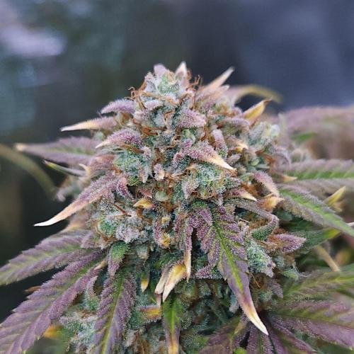 Night Owl LSO/Organics !. Week 11 - Instant Classik (Day 70)