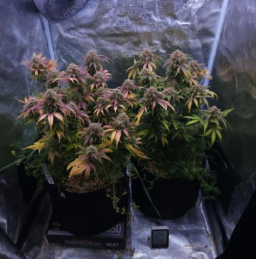 Night Owl LSO/Organics !. Week 11 - 07/10/26