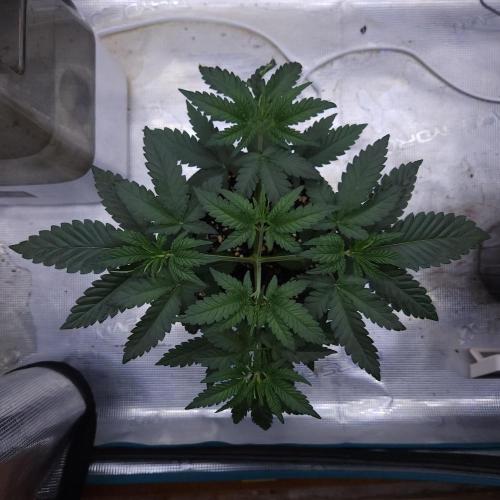 Romdog/Garlic Fever LSO + Organics !. Week 4 - Romdog (Day 23)
