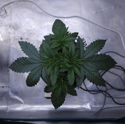 Romdog/Garlic Fever LSO + Organics !. Week 4 - Garlic Fever (Day 23)