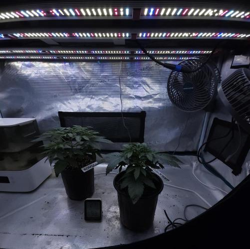 Romdog/Garlic Fever LSO + Organics !. Week 4 - 07/11/26