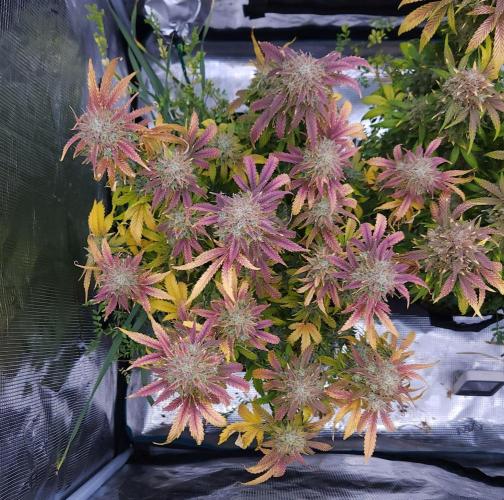 Night Owl LSO/Organics !. Week 11 - Chem 'N' Kush (Day 71)