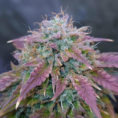 Night Owl LSO/Organics !. Week 11 - Chem 'N' Kush (Day 71)