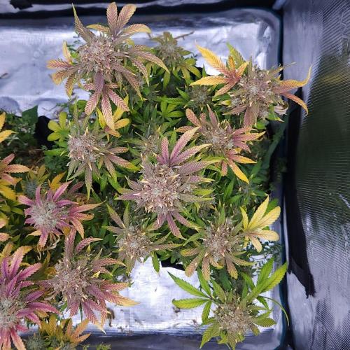 Night Owl LSO/Organics !. Week 11 - Instant Classik (Day 71)