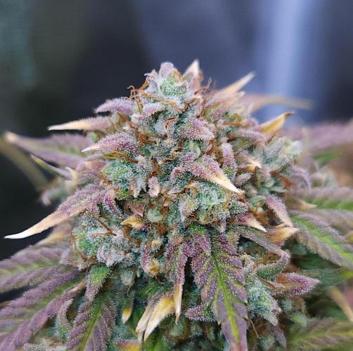 Night Owl LSO/Organics !. Week 11 - Instant Classik (Day 71)