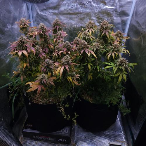 Night Owl LSO/Organics !. Week 11 - 07/11/26