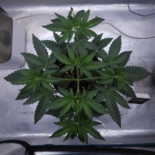 Romdog/Garlic Fever LSO + Organics !. Week 4 - Romdog (Day 24)