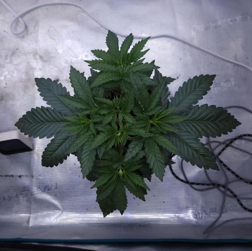 Romdog/Garlic Fever LSO + Organics !. Week 4 - Garlic Fever (Day 24)