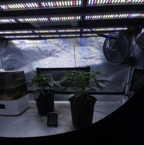 Romdog/Garlic Fever LSO + Organics !. Week 4 - 07/12/26