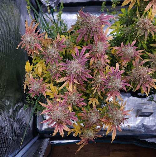 Night Owl LSO/Organics !. Week 11 - Chem 'N' Kush (Day 72)