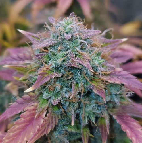 Night Owl LSO/Organics !. Week 11 - Chem 'N' Kush (Day 72)
