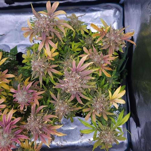 Night Owl LSO/Organics !. Week 11 - Instant Classik (Day 72)