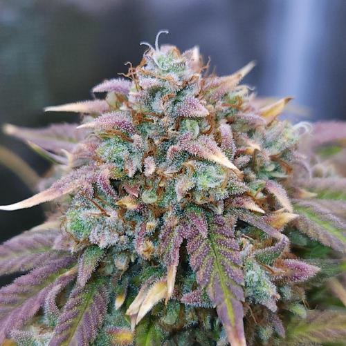 Night Owl LSO/Organics !. Week 11 - Instant Classik (Day 72)