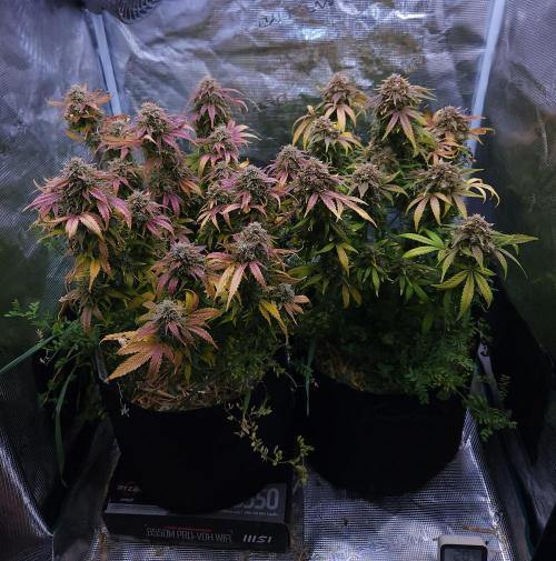 Night Owl LSO/Organics !. Week 11 - 07/12/26