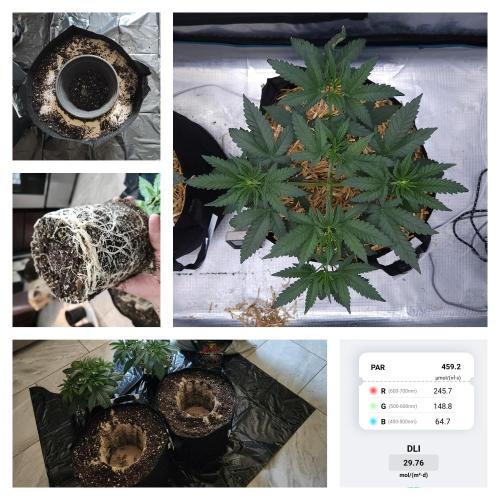 Romdog/Garlic Fever LSO + Organics !. Week 4 - Romdog (Day 25)