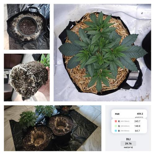 Romdog/Garlic Fever LSO + Organics !. Week 4 - Garlic Fever (Day 25)