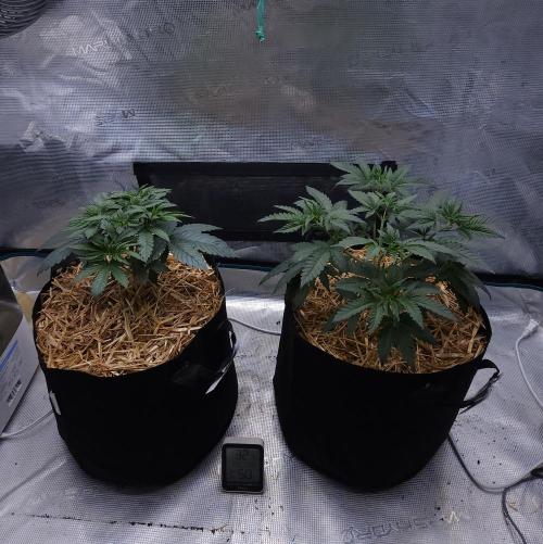 Romdog/Garlic Fever LSO + Organics !. Week 4 - 07/13/26